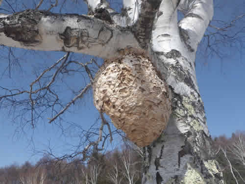 スズメバチの巣