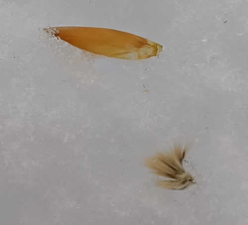 げっ歯類の食痕