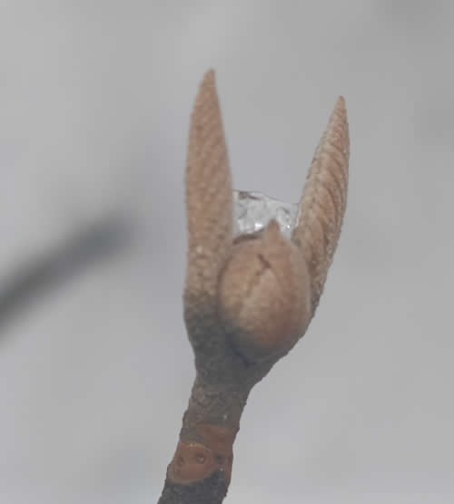 オオカメノキの冬芽