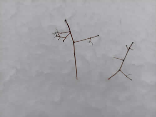 コシアブラの実