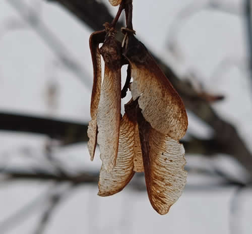 ウリハダカエデ