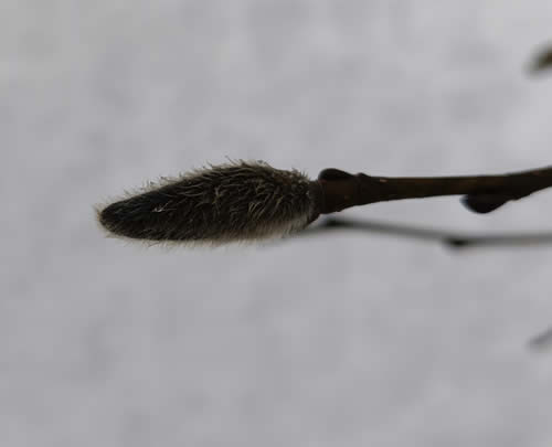 タムシバの花芽