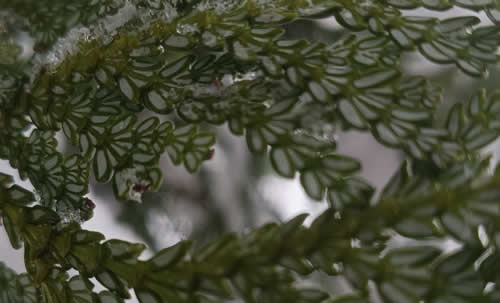 アスナロの葉裏