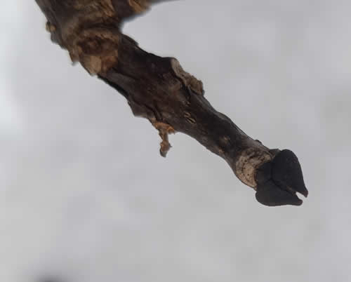 ヤチダモの冬芽