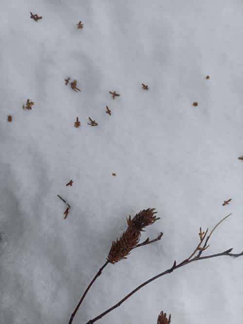 ダケカンバの種子