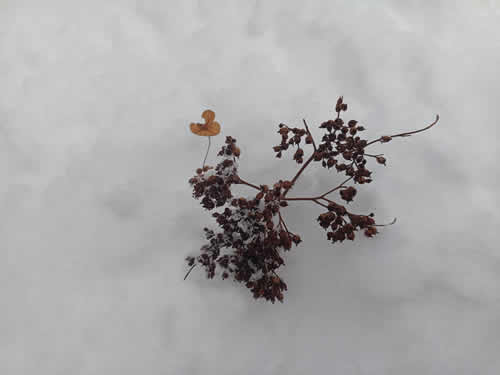 ツルアジサイの花