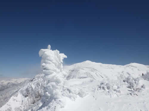 げっ歯類の食痕