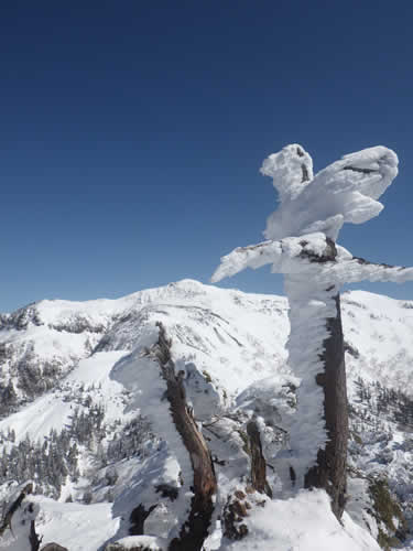 看板みたいな樹氷