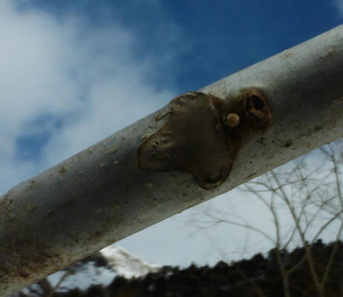 オニグルミの葉痕