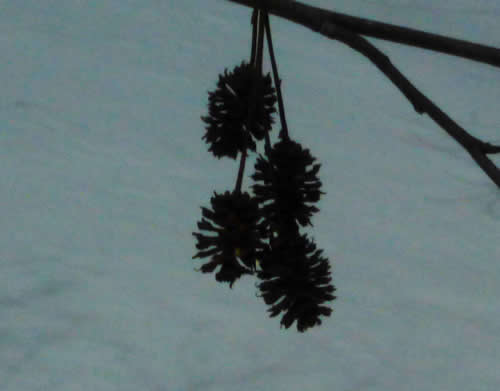 ヒメヤシャブシの種子