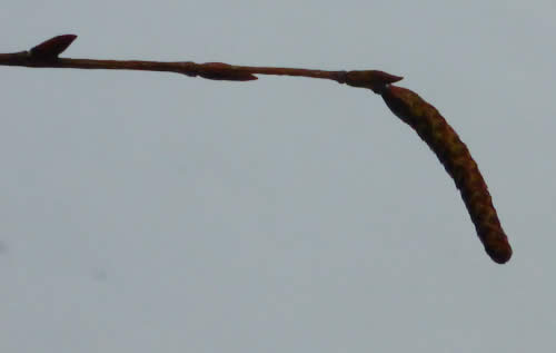 ヒメヤシャブシ雄花序