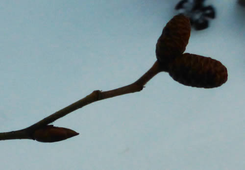 他のヤシャブシ