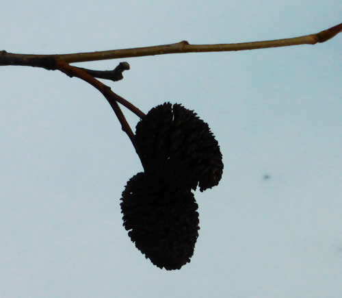 ヤシャブシの種子