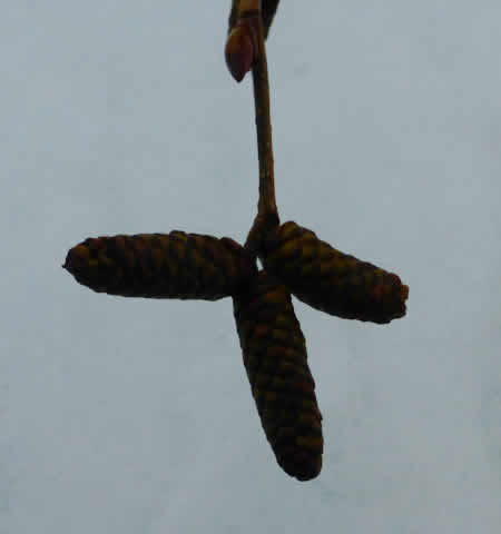 他のヤシャブシ