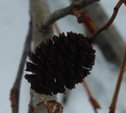 別のヤシャブシ？の種子