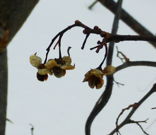 ツルウメモドキ