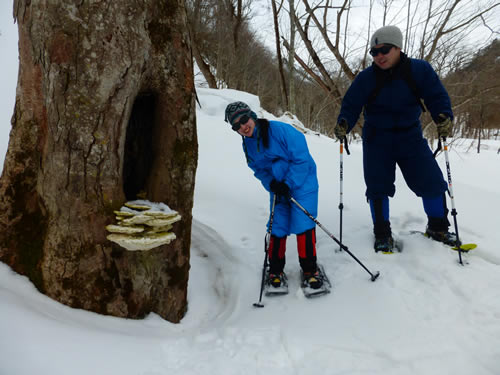 サルノコシカケ