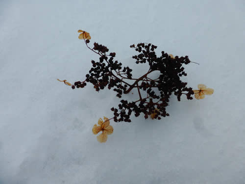 ツルアジサイの花