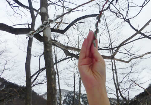 ユビソヤナギの花芽