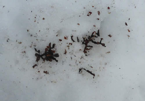 食べかけヤマブドウ