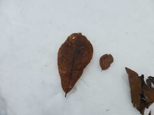 ホオ葉とブナの葉