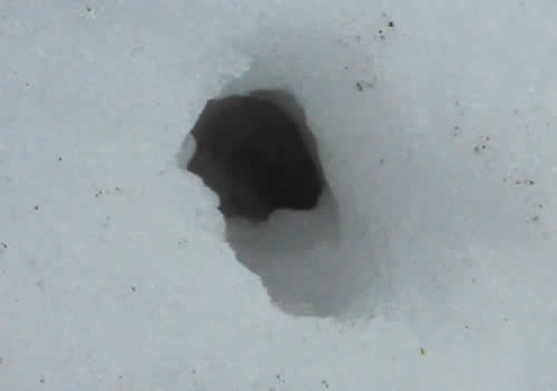 ネズミのトンネル