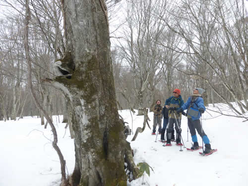 老木を見上げる