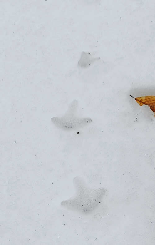 ヤマドリの足跡