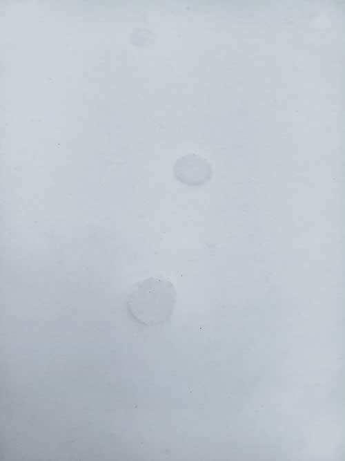 キツネあしあと