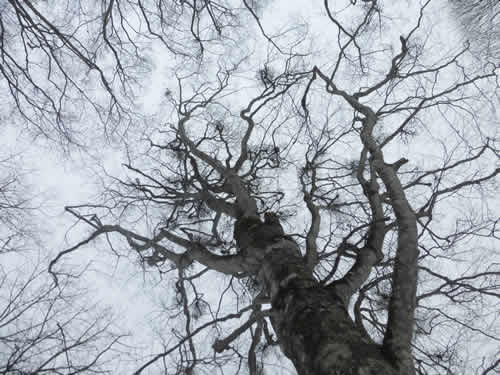 宿られブナの木。