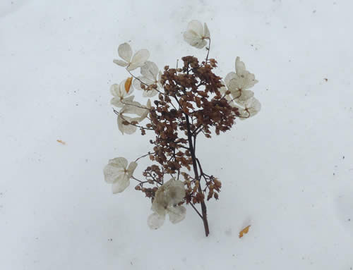 ノリウツギの花