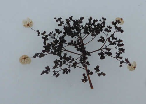 ツルアジサイの花