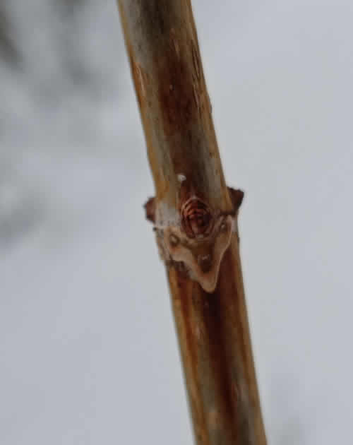 ノリウツギの葉痕