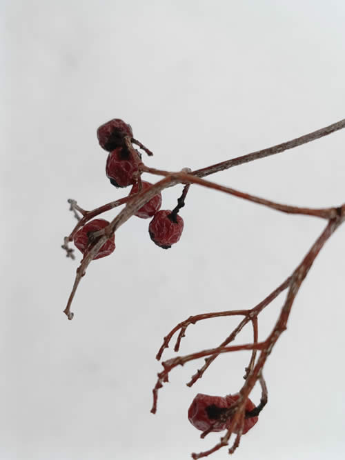 ナナカマドの実