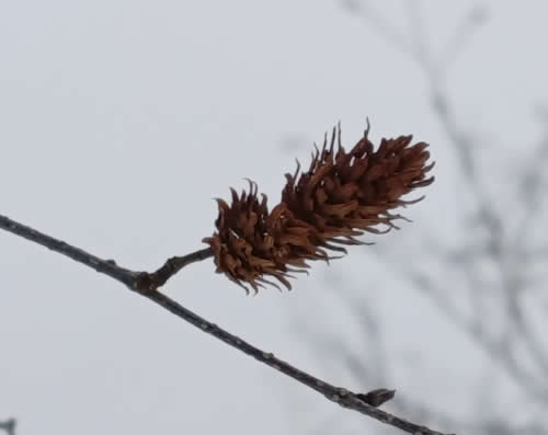 ダケカンバの種子