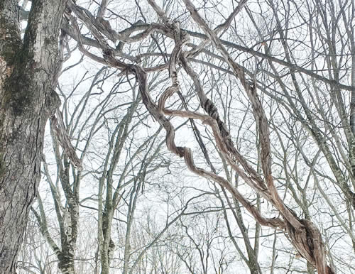 サルナシ４本。