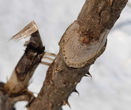 タラの木の葉痕
