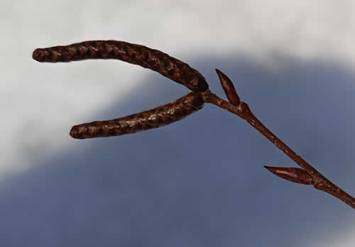 ヒメヤシャブシ花芽