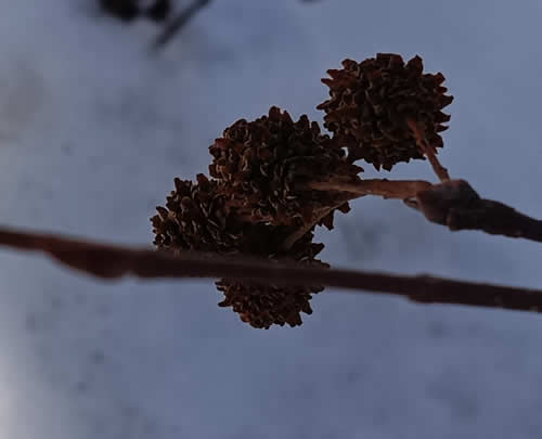 ヒメヤシャブシの果穂