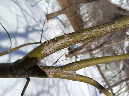 ウリハダカエデ