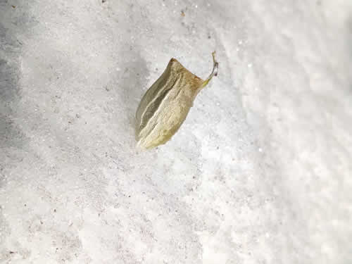 ウスタビガの繭