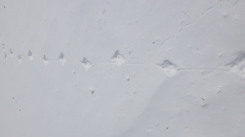 ヤマドリの足跡